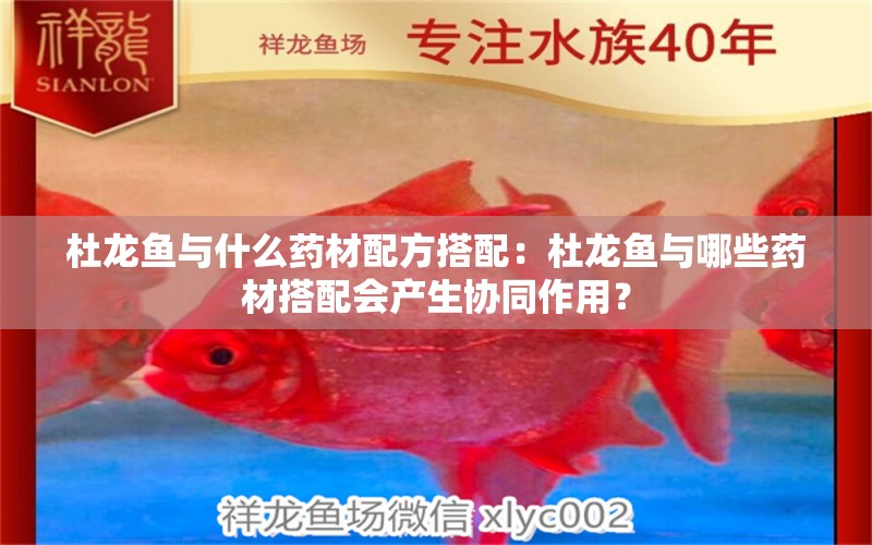 杜龍魚與什么藥材配方搭配：杜龍魚與哪些藥材搭配會(huì)產(chǎn)生協(xié)同作用？ 水族問答 第1張