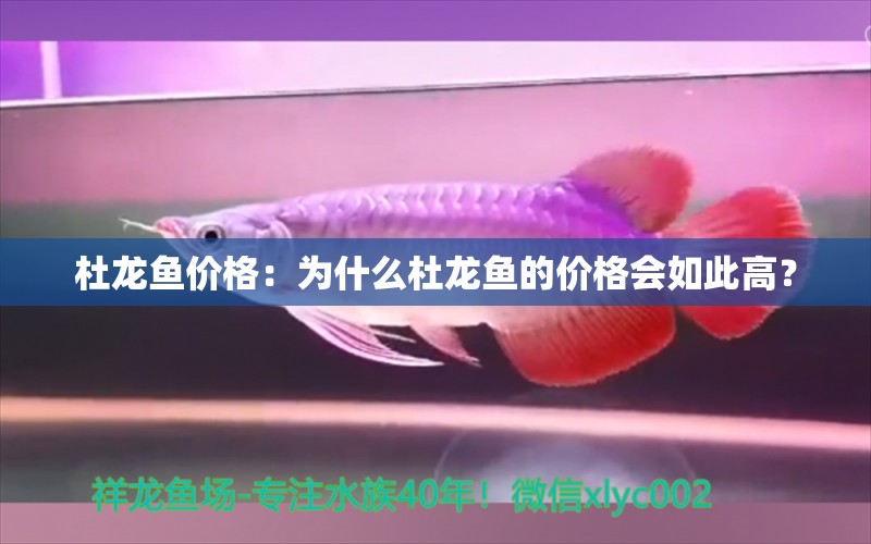 杜龍魚價(jià)格：為什么杜龍魚的價(jià)格會(huì)如此高？ 水族問答 第2張