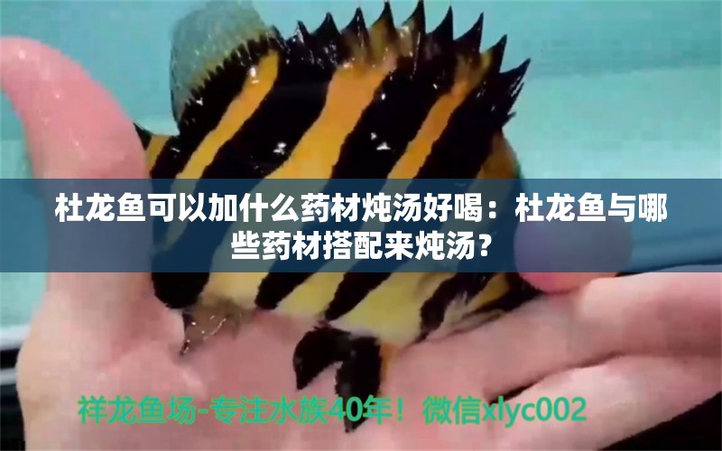 杜龍魚可以加什么藥材燉湯好喝：杜龍魚與哪些藥材搭配來燉湯？ 水族問答 第2張