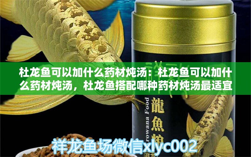 杜龍魚可以加什么藥材燉湯：杜龍魚可以加什么藥材燉湯，杜龍魚搭配哪種藥材燉湯最適宜 水族問(wèn)答 第2張