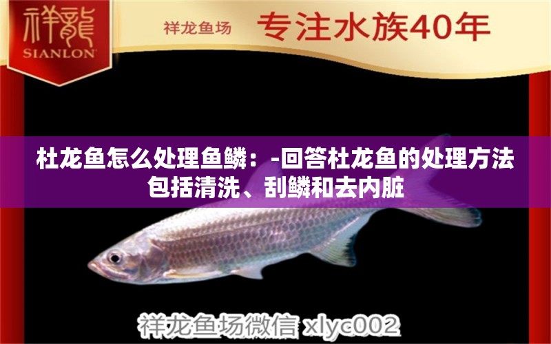 杜龍魚怎么處理魚鱗：-回答杜龍魚的處理方法包括清洗、刮鱗和去內(nèi)臟 水族問答 第1張