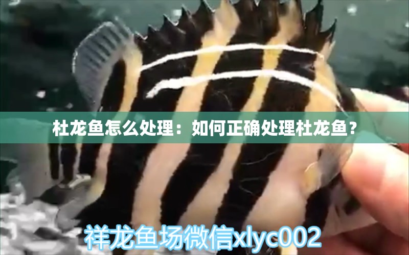 杜龍魚怎么處理：如何正確處理杜龍魚？ 水族問(wèn)答 第1張