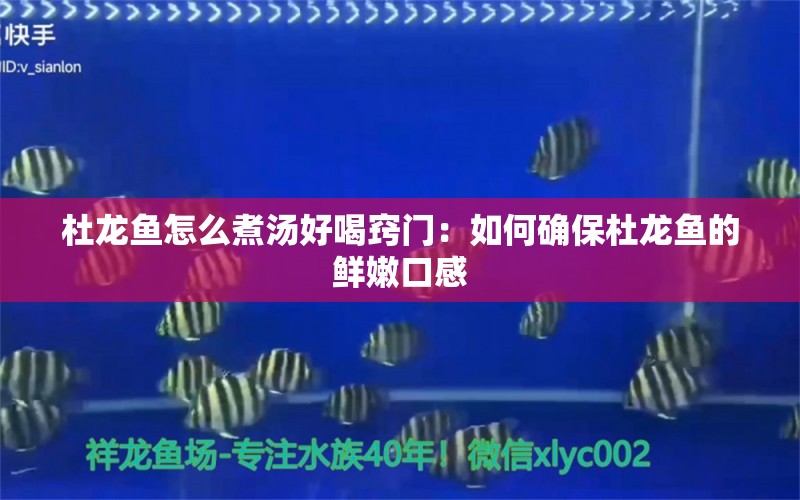 杜龍魚怎么煮湯好喝竅門：如何確保杜龍魚的鮮嫩口感 水族問(wèn)答