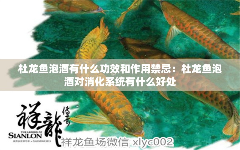 杜龍魚(yú)泡酒有什么功效和作用禁忌：杜龍魚(yú)泡酒對(duì)消化系統(tǒng)有什么好處 水族問(wèn)答 第2張