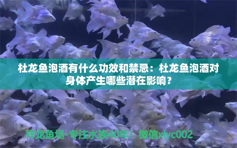 杜龍魚泡酒有什么功效和禁忌：杜龍魚泡酒對身體產(chǎn)生哪些潛在影響？ 水族問答 第2張