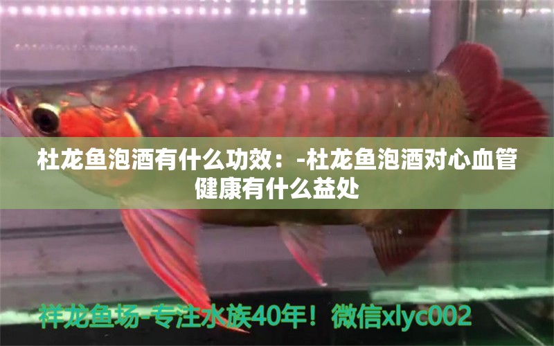 杜龍魚泡酒有什么功效：-杜龍魚泡酒對心血管健康有什么益處 水族問答 第2張