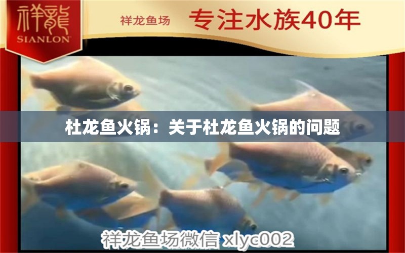 杜龍魚火鍋：關(guān)于杜龍魚火鍋的問題 水族問答 第2張