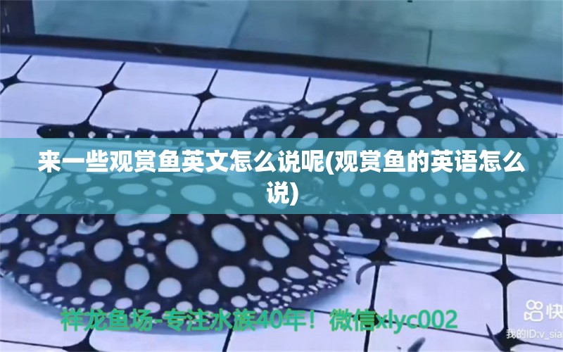 來一些觀賞魚英文怎么說呢(觀賞魚的英語怎么說) 養(yǎng)魚知識(shí)