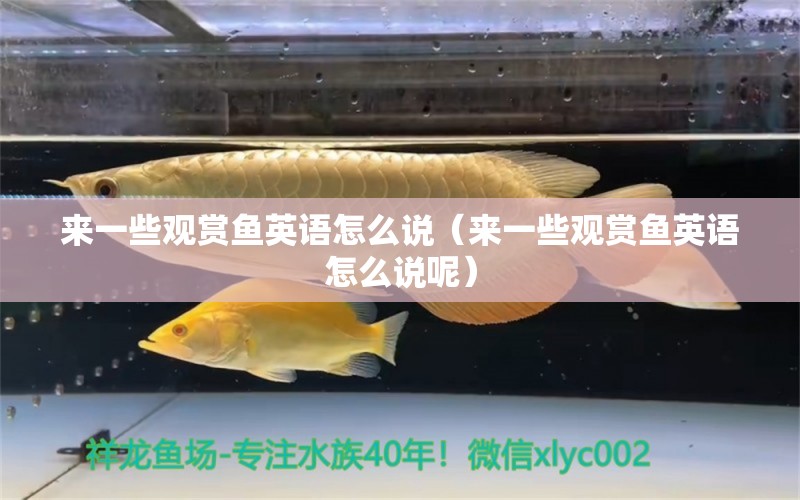 來一些觀賞魚英語怎么說（來一些觀賞魚英語怎么說呢） 觀賞魚市場（混養(yǎng)魚）