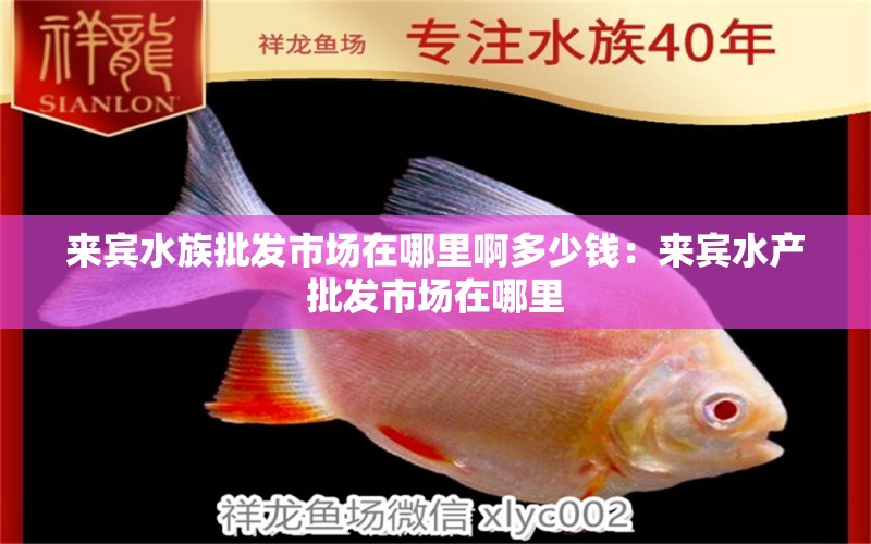 來賓水族批發(fā)市場在哪里啊多少錢：來賓水產(chǎn)批發(fā)市場在哪里 觀賞魚水族批發(fā)市場