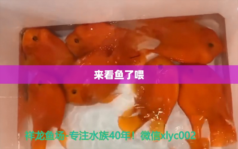 來看魚了喂