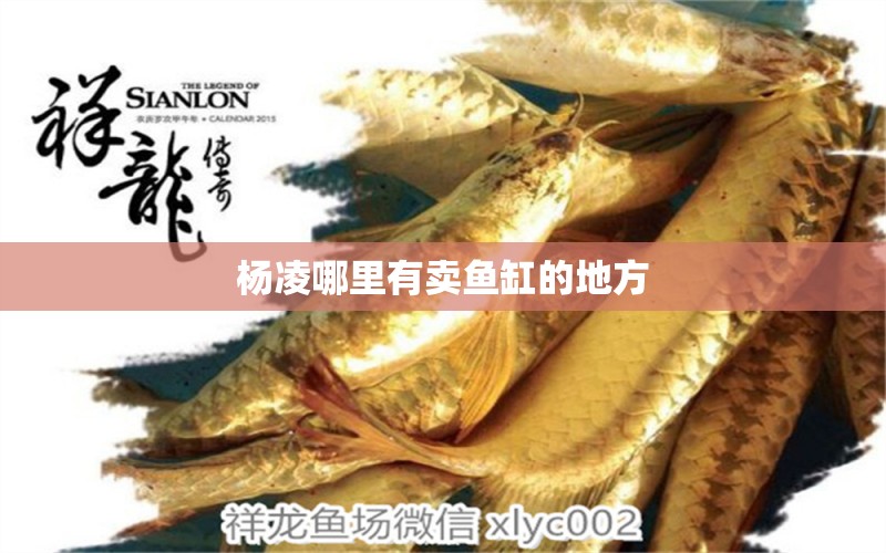 楊凌哪里有賣魚(yú)缸的地方 其他品牌魚(yú)缸