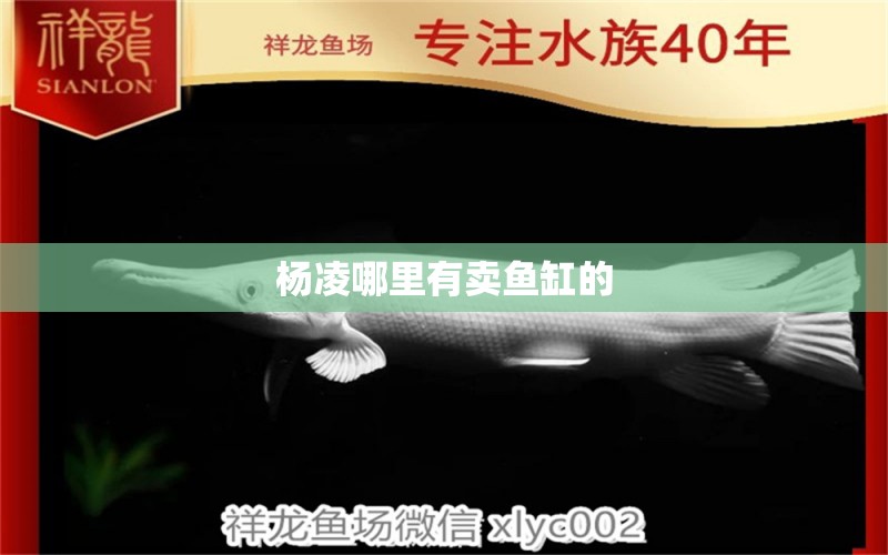 楊凌哪里有賣魚缸的 其他品牌魚缸