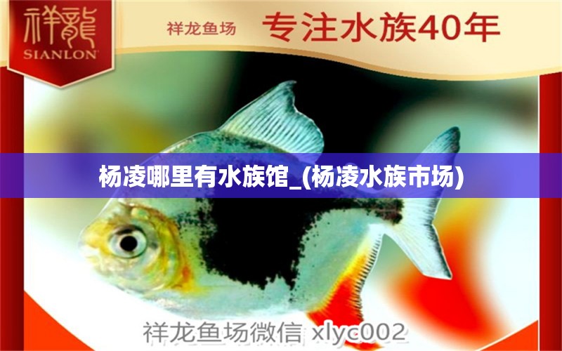 楊凌哪里有水族館_(楊凌水族市場(chǎng))