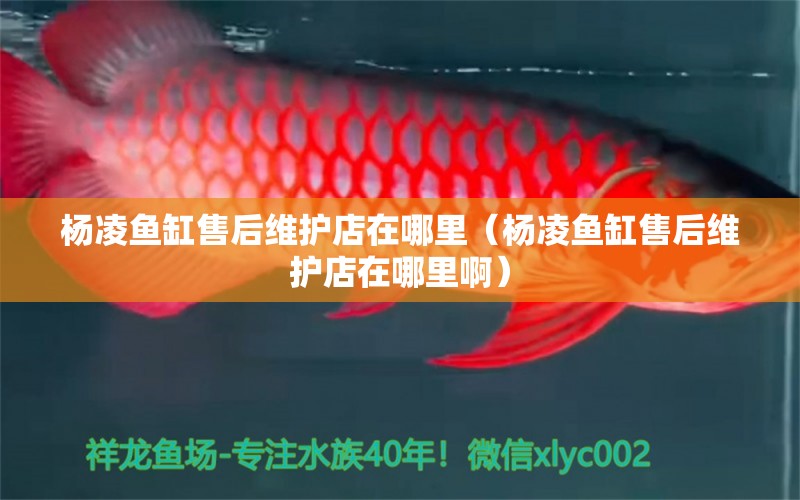 楊凌魚缸售后維護店在哪里（楊凌魚缸售后維護店在哪里?。?其他品牌魚缸