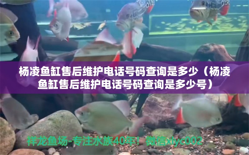 楊凌魚缸售后維護電話號碼查詢是多少（楊凌魚缸售后維護電話號碼查詢是多少號）