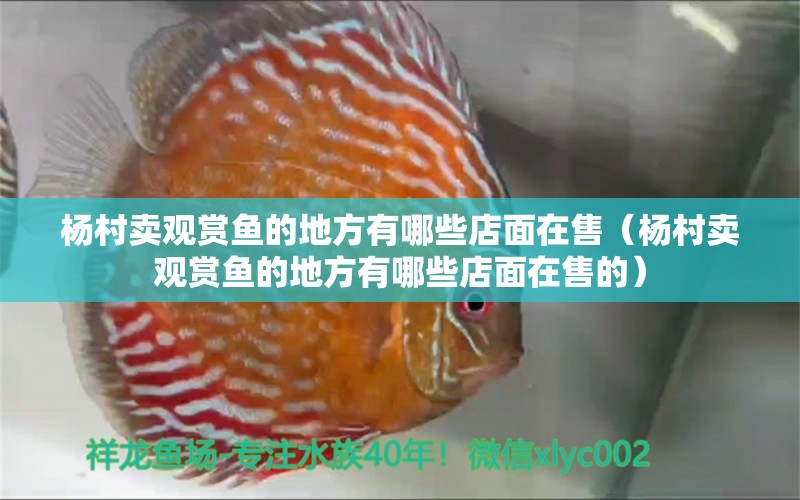 楊村賣觀賞魚的地方有哪些店面在售（楊村賣觀賞魚的地方有哪些店面在售的）