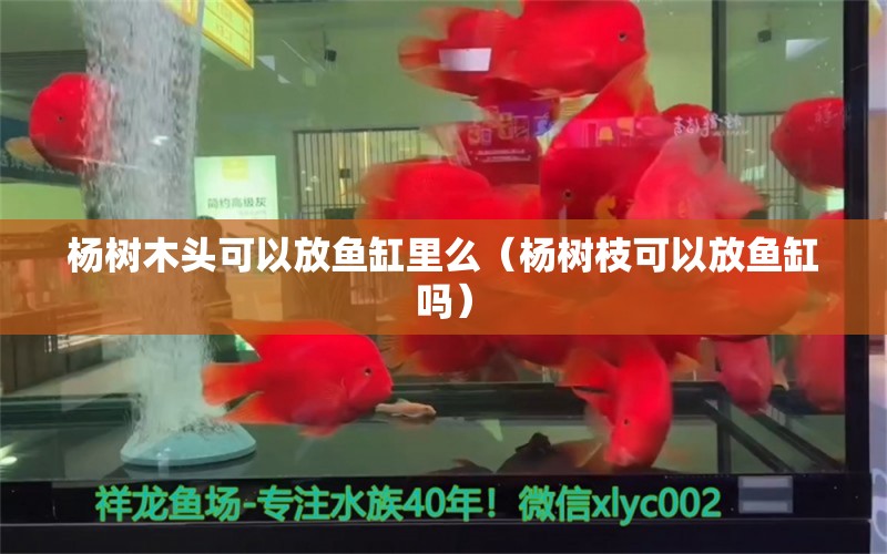 楊樹木頭可以放魚缸里么（楊樹枝可以放魚缸嗎）