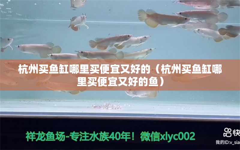 杭州買魚缸哪里買便宜又好的（杭州買魚缸哪里買便宜又好的魚）