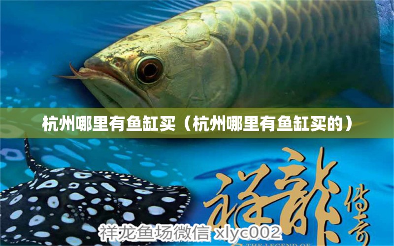 杭州哪里有魚缸買（杭州哪里有魚缸買的） 其他品牌魚缸