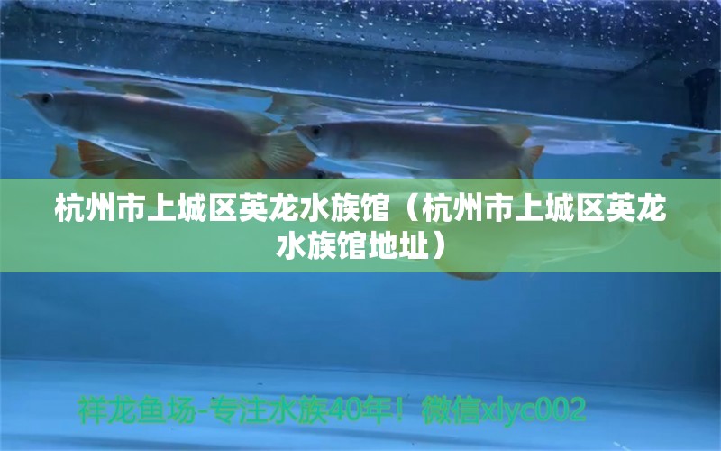 杭州市上城區(qū)英龍水族館（杭州市上城區(qū)英龍水族館地址）