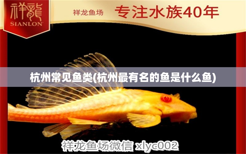 杭州常見魚類(杭州最有名的魚是什么魚) 紅尾平克魚