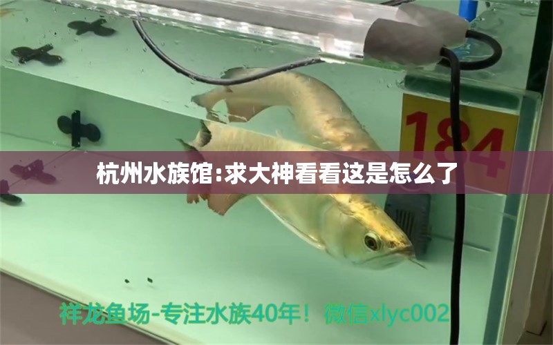 杭州水族館:求大神看看這是怎么了 祥龍超血紅龍魚(yú)