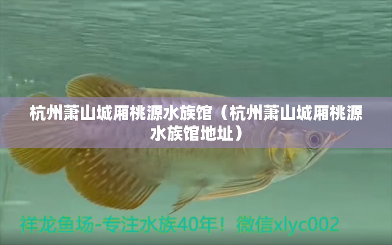 杭州蕭山城廂桃源水族館（杭州蕭山城廂桃源水族館地址） 全國水族館企業(yè)名錄