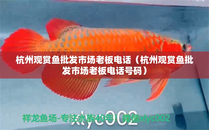 杭州觀賞魚批發(fā)市場老板電話（杭州觀賞魚批發(fā)市場老板電話號碼）