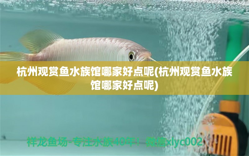 杭州觀賞魚水族館哪家好點(diǎn)呢(杭州觀賞魚水族館哪家好點(diǎn)呢) 泰龐海蓮魚