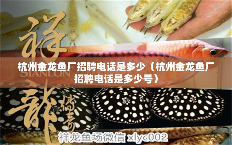 杭州金龍魚(yú)廠招聘電話是多少（杭州金龍魚(yú)廠招聘電話是多少號(hào)）