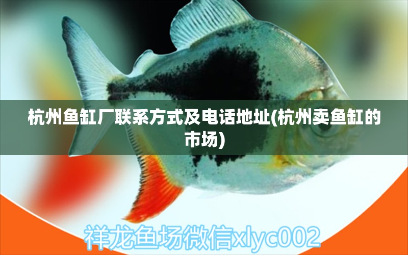 杭州魚缸廠聯(lián)系方式及電話地址(杭州賣魚缸的市場) 豬鼻龜