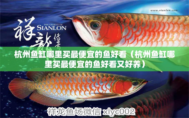 杭州魚缸哪里買最便宜的魚好看（杭州魚缸哪里買最便宜的魚好看又好養(yǎng)）