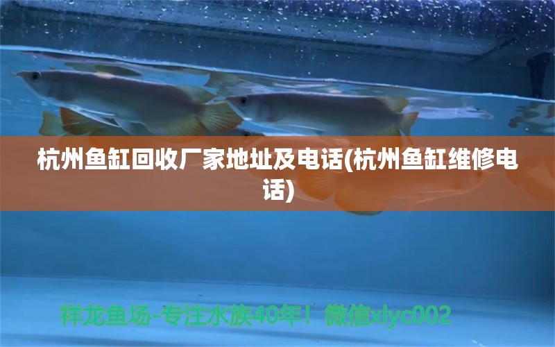 杭州魚缸回收廠家地址及電話(杭州魚缸維修電話) 祥龍傳奇品牌魚缸