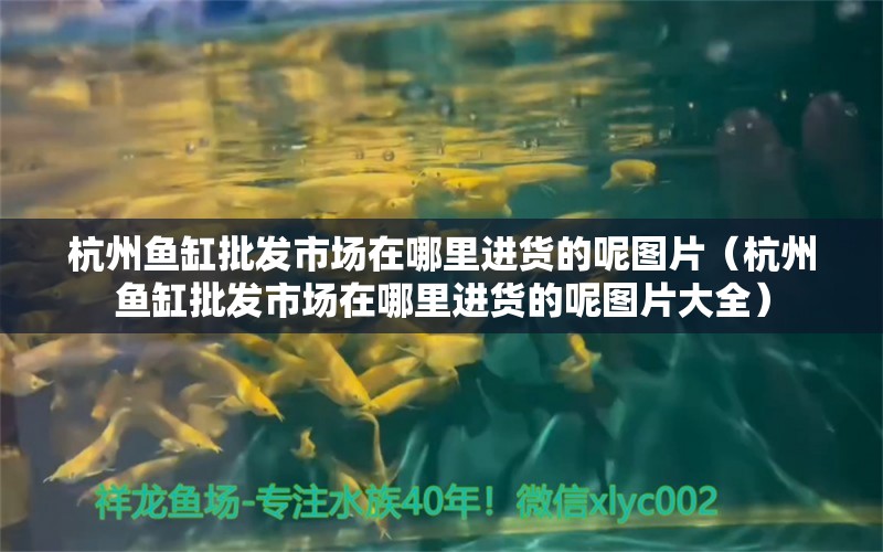 杭州魚缸批發(fā)市場在哪里進(jìn)貨的呢圖片（杭州魚缸批發(fā)市場在哪里進(jìn)貨的呢圖片大全）