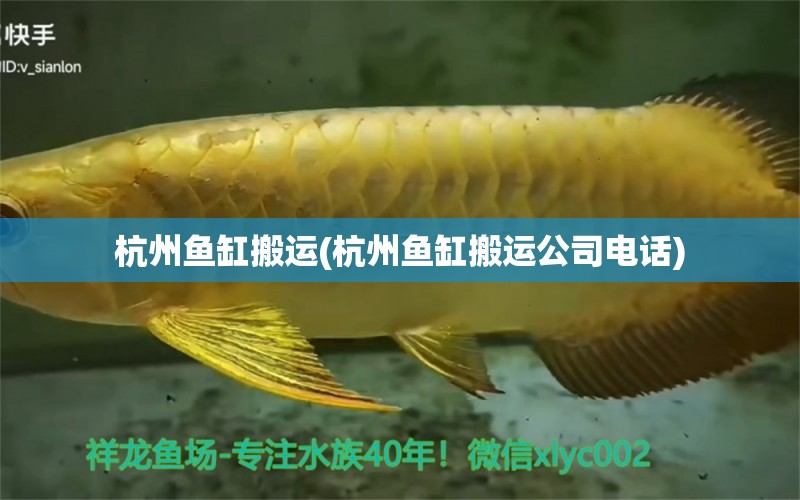 杭州魚缸搬運(杭州魚缸搬運公司電話) 水族世界