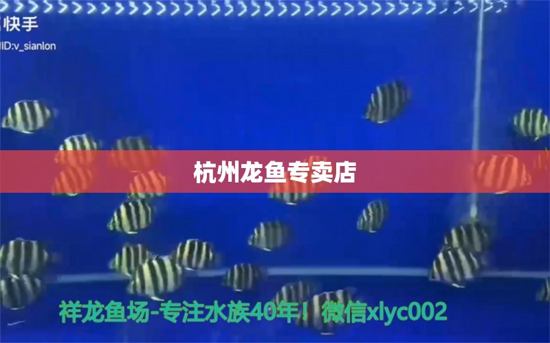 杭州龍魚專賣店