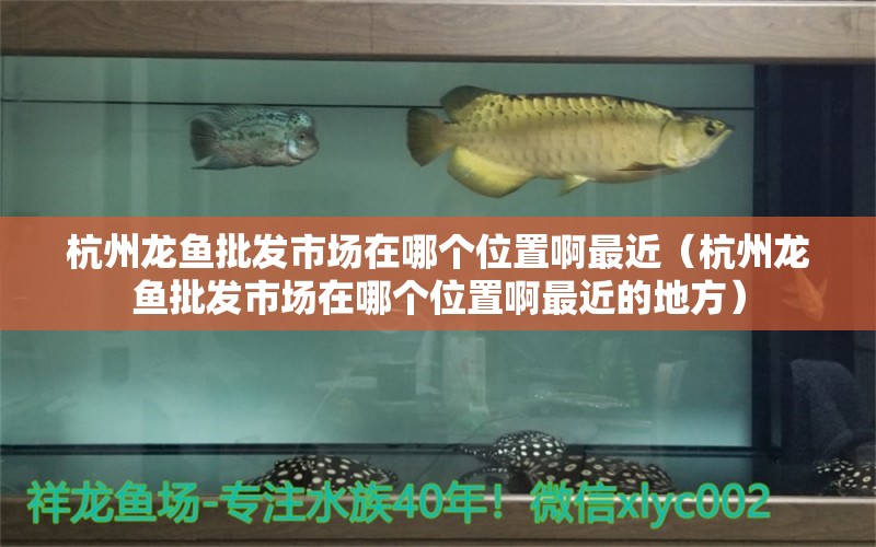 杭州龍魚批發(fā)市場在哪個位置啊最近（杭州龍魚批發(fā)市場在哪個位置啊最近的地方）