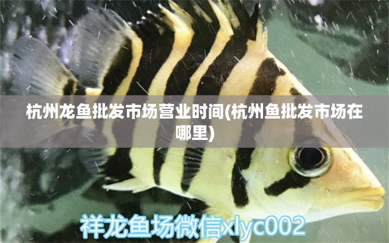 杭州龍魚批發(fā)市場(chǎng)營(yíng)業(yè)時(shí)間(杭州魚批發(fā)市場(chǎng)在哪里) 龍魚批發(fā)