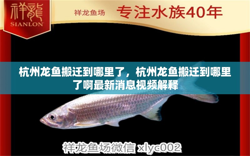 杭州龍魚搬遷到哪里了，杭州龍魚搬遷到哪里了啊最新消息視頻解釋 女王大帆魚苗