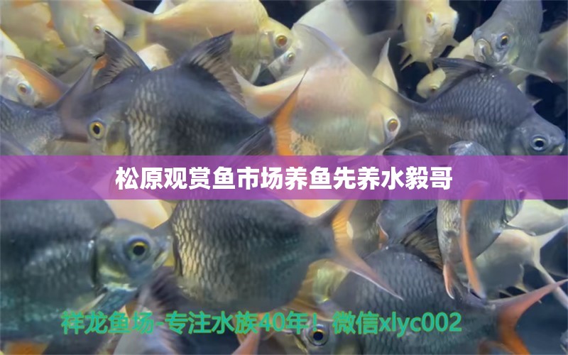 松原觀賞魚(yú)市場(chǎng)養(yǎng)魚(yú)先養(yǎng)水毅哥 觀賞魚(yú)市場(chǎng)（混養(yǎng)魚(yú)）