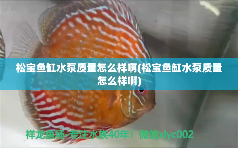 松寶魚缸水泵質(zhì)量怎么樣啊(松寶魚缸水泵質(zhì)量怎么樣啊) 魚缸水泵 第2張