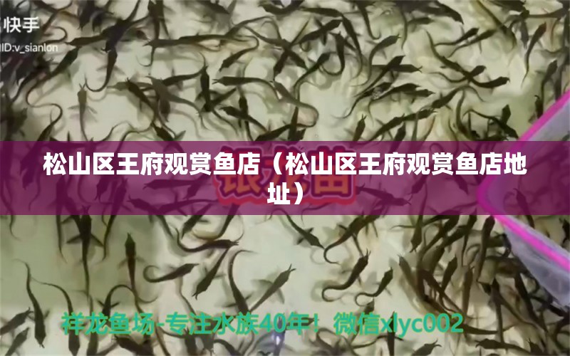 松山區(qū)王府觀賞魚店（松山區(qū)王府觀賞魚店地址） 全國水族館企業(yè)名錄