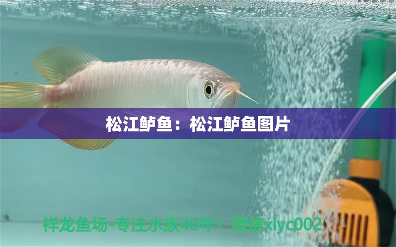 松江鱸魚(yú)：松江鱸魚(yú)圖片 白子黃化銀龍魚(yú)