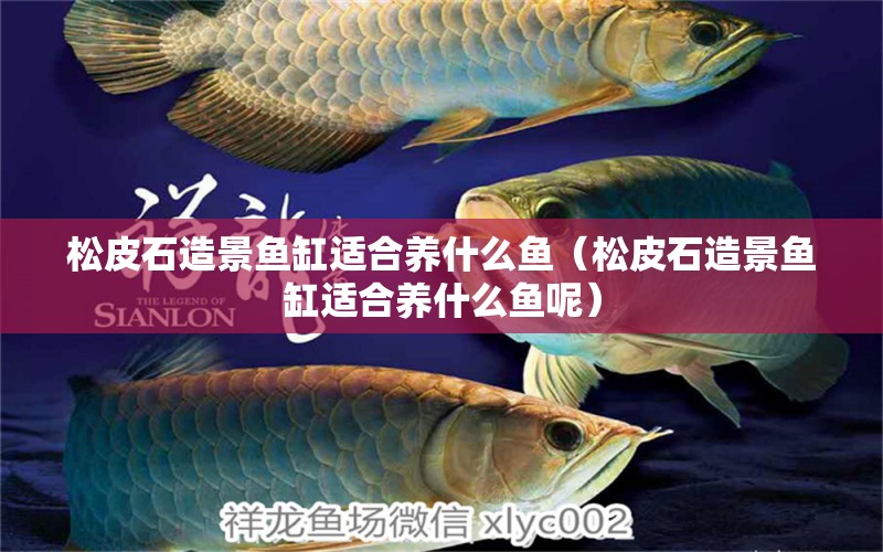 松皮石造景魚(yú)缸適合養(yǎng)什么魚(yú)（松皮石造景魚(yú)缸適合養(yǎng)什么魚(yú)呢） 其他品牌魚(yú)缸