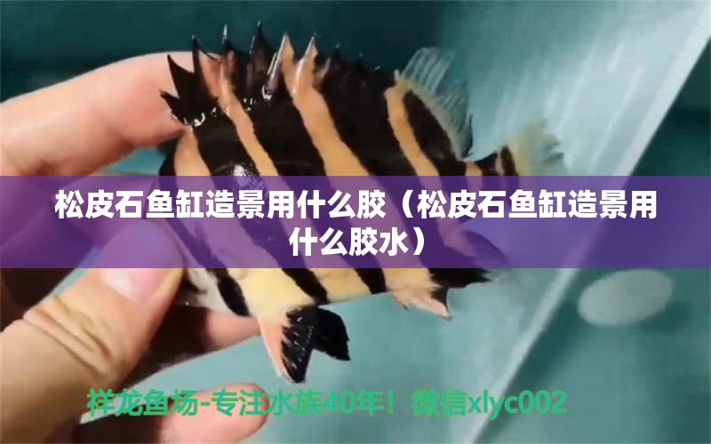 松皮石魚缸造景用什么膠（松皮石魚缸造景用什么膠水）