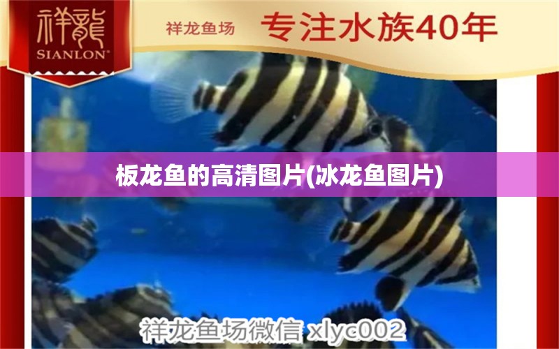 板龍魚的高清圖片(冰龍魚圖片) 其他品牌魚缸