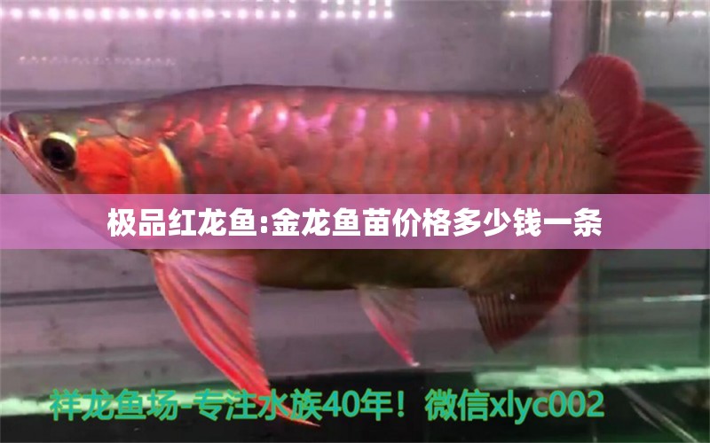 極品紅龍魚:金龍魚苗價格多少錢一條