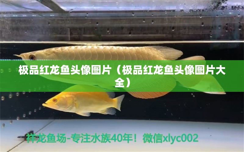 極品紅龍魚頭像圖片（極品紅龍魚頭像圖片大全）