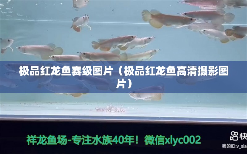 極品紅龍魚賽級圖片（極品紅龍魚高清攝影圖片）